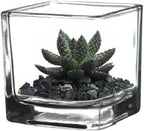 WGV 2 Inch Tea Light Votive Candle Holder, Clear, Square Cube 2”x2”, Small Tiny, Home Décor, Table Top, 1 Pc