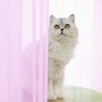 Window Pink Sheer Curtains 48 Inches Width 45 Inches Long 2 Panels Sheer Curtain Clear Curtains Basic Rod Pocket Panel for Home Living Room Bedroom Kids Room Yard Patio Parlor Sliding