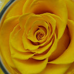 Preserved Real Roses with Colorful Mood Light Wishing Bottle,Eternal Rose，Never Withered Flowers, a Gifts for Women 4.3inch 1pcs (Yellow)