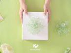 HUIHUANG Curly Bows for Gift Wrapping Sage Green Gift Bows 5 inch x 8 Counts Self-Adhesive Curly Ribbon Bow for Presents, Treat Bags, Baby Shower Favors, Wrapping Accessories, Party Decor