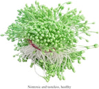HAHIYO 700Pcs 3mm Light Green Pearl Double Head Flower Stamen Pistil Hand-Made Artificial Flower Pistil para Flore Pearlized Floral Stamen Flower Pollen Stamen for Flower Making Scrapbook Decoration