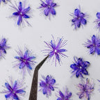 84 Pcs Dried Pressed Flowers for Crafts Resin Art DIY Natural Dry Sandalwood Floral Epoxy Jewelry Real Flower Decor Cakes Phone Cases Candles Handmade Soap Sandalwood