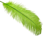 Happy Feather 16-18 inch Green Ostrich Feathers Craft for Wedding Party Centerpieces Home Decoration DIY Craft Pack of 10
