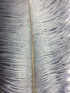 KOLIGHT® 40pcs 12''~14''(30~35cm) Natural Ostrich Feathers for DIY Home Wedding Party Office Decoration (Gray)