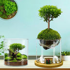 Versatile Plant Propagation Station Vase Hydroponic Planter Pot,Glass Plant Terrarium Kit,Fresh Indoor Herb Garden Kit| Christmas Birthday Gift for Gardener Women Mom Garden Lover | Home Office Decor