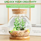 Propagation Station, Larger Capacity Ball Vase with Base for Hydroponic Plants, Home/Office Decor & Gift for Plant Lovers, 2pcs Glass Terrariums
