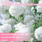 1500+ Real Dried Hydrangea Flower Petals -1.06Oz Real Natural Preserved Petals for Wedding, Party Confetti, Romantic Night, Proposal Decor, Handcrafts (Pink & White)