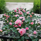 6FT Pink Flower Garland Artificial Rose Vines Hanging Floral Garland for Home Decor Wall Trellis Fence Wall Decoration (Pink, 1pcs)
