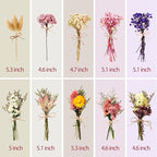 10/12/24/36 Pack Mini Dried Flowers for Vase Wedding Various Mini Bouquet Dried Small Wildflowers Natural Flowers Bulk for Crafts DIY Decor (10, Classic Color2)