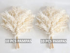 White Pampas Grass for Home Decor - Elegant Boho Decor - Premium Quality Pampas Grass Stems - Perfect for House, Nursery, Western, Wedding, Table, and Bohemian Decor (20PCS)