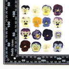 54 Pcs Dried Pressed Flowers for Resin DIY Art Crafts Natural Dry Floral Epoxy Jewelry Real Flower Decor Cakes Phone Cases Candles Handmade Soap Purple Pansy