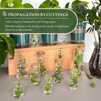 JIUYUE 40 pcs 20 ml Glass Bottle with Cork,Small Craft Jars(0.67 oz-1.45x1.57 inch)