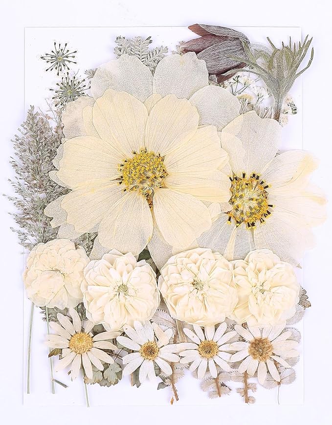 48PCS White Large Real Dried Pressed Flowers Leaves Natural Plant Herbarium for DIY Resin Mold Jewelry Making Craft (12 Styles)
