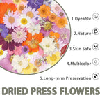120Pcs Dried Pressed Flowers for Resin Mould Dry Flower Real Leaves Bulk with Tweezers Natural Herbs Kit for Scrapbooking DIY Art Crafts Candle Jewelry Making Nails Floral Decoration (Delicate Color)