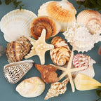JQAQJU Sea Shells for Decorating 15PCS Large Seashells Starfish Conch for Beach Party,Vase Fillers, Table Scatters, Home Decor, DIY Crafts, Bathroom, Fish Tank Decorations