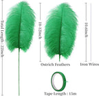 Holmgren Natural Green Ostrich Feather - 20pcs Making Kit 22 Inch Large Ostrich Feathers for Vase, Floral Arrangement, Wedding Party Centerpieces Home Decorations (Green)