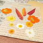 120Pcs Dried Pressed Flowers for Resin Mould Dry Flower Real Leaves Bulk with Tweezers Natural Herbs Kit for Scrapbooking DIY Art Crafts Candle Jewelry Making Nails Floral Decoration (Delicate Color)