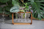 Source & Plot - Plant Propagation Station - Acacia Wood Stand 4 Glass Test Tube Hydroponic Tabletop Rooting Terrarium Planter Rack Home and Office Decor - Last Batch
