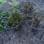 Large Peony Cages and Supports 18.9"x23.6" - Durable Round Garden Flower Rings | Tall Plant Support Stakes for Outdoor Peonies | Enhances Peony Planting Success with Secure Grounding