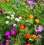 Pride - 25 Wildflower Packets for Planting - Celebrate Love & Show Your Pride - Garden Seeds to Grow Live Plants - Bentley Co.