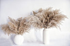 Pampas Grass Decor, Natural Dry Pampas Grass Small, Short Pampass Bulk for Farmhouse, Wall, Kitchen, Bedroom Decor, Office Decor (17 inch )