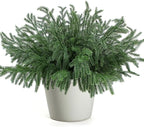 12 Pcs Christmas Norfolk Pine Branches, Artificial Pine Christmas Stems Real Touch Faux Greenery Pine Picks for Vase DIY Garland Wreath Home Indoor Outdoor Decoration
