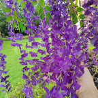 24 Pack Artificial Fake Wisteria Vine Ratta (3.75 Feet) Hanging Garland Silk Flowers String Home Party Wedding Decor (Blue)