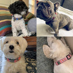 Personalized Dog & Cat ID Tags - No Noise, Engraved, Slide On - Custom Collar Tags for Small, Medium, Large Pets - Silent Puppy Identification Tags
