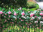 6FT Pink Flower Garland Artificial Rose Vines Hanging Floral Garland for Home Decor Wall Trellis Fence Wall Decoration (Pink, 1pcs)