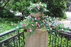 6FT Bendable Rose Vine with Butterflies, Wildflower Garland Hanging Floral Garland for Wall Decor Trellis Fence Home Room Decoration (Pink, 1pc)