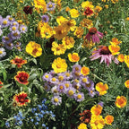 Make Your Heart Flutter 25 Bird and Butterfly Wildflower Seed Packets for Planting, A Beautiful Valentines Day Gift, Bentley Seed Co