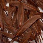 FeelfunFeather 120pcs Coffee Brown Goose Cochettes Feather Natural Bulk 4-6 inch 10-15cm for Wedding Party Christmas Decorations DIY Crafts Goose Cochettes Feather